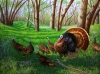 Spring Turkeys